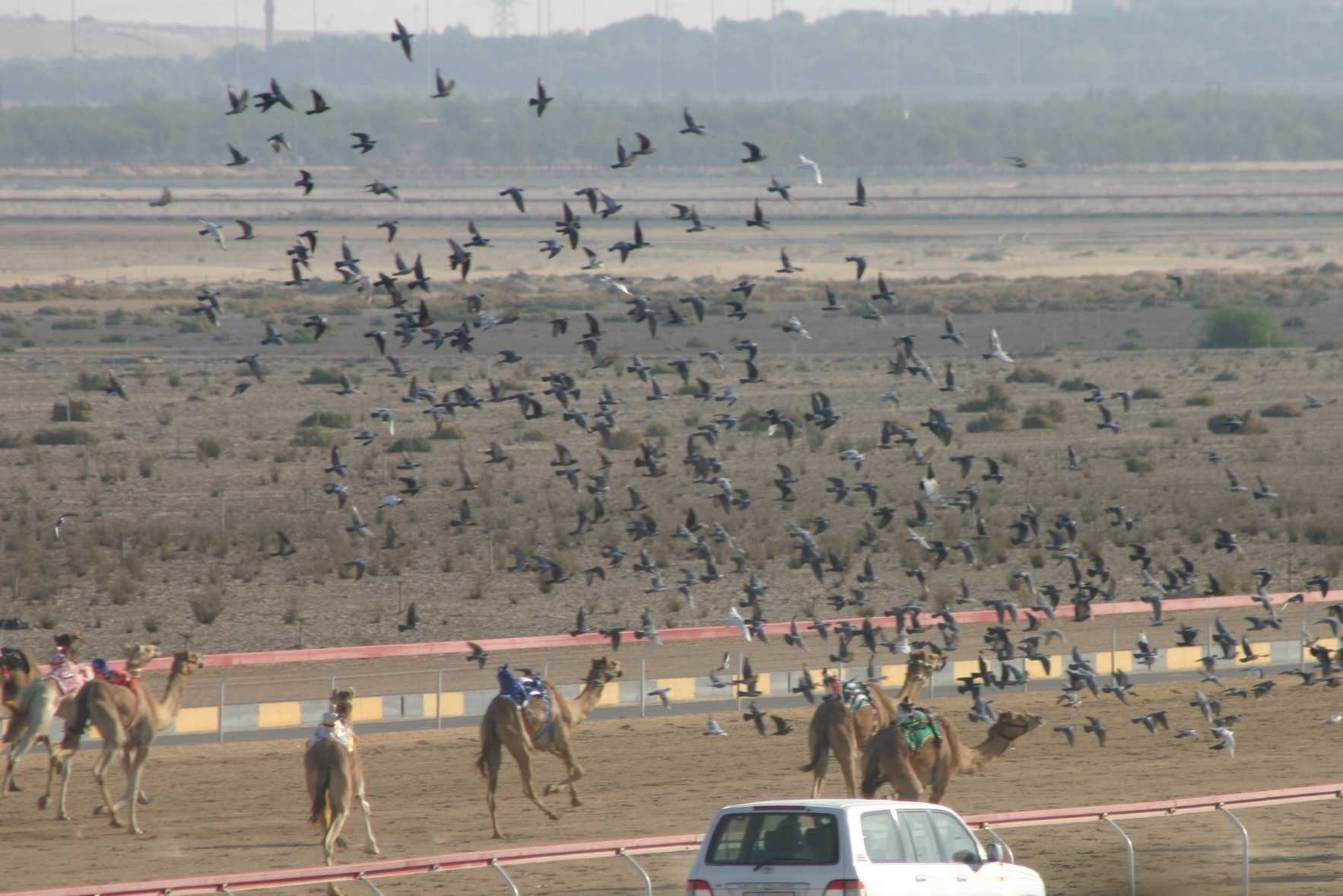 Camel Racing in Abu Dhabi